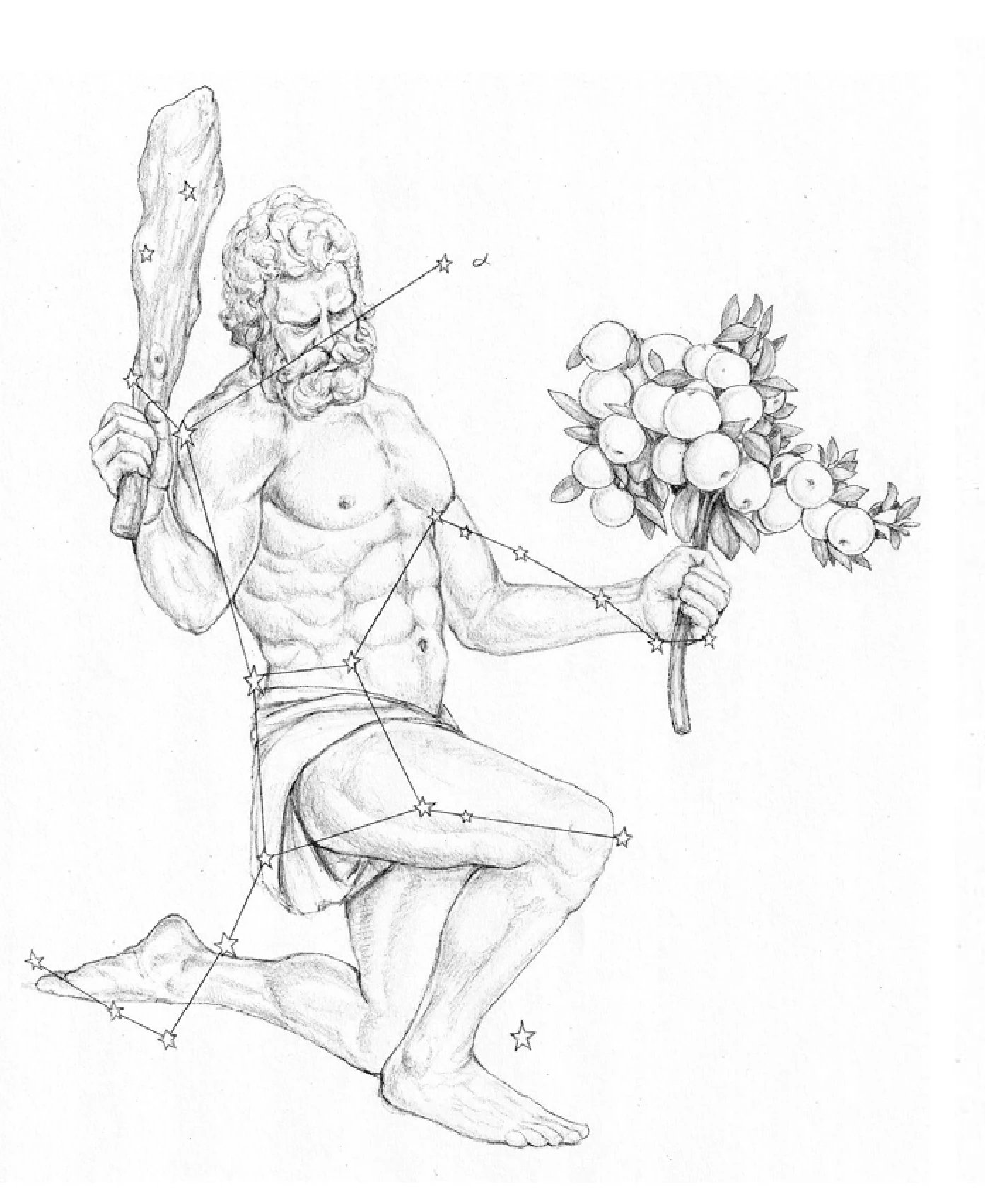 A pencil drawing of Hercules kneeling with his club and the golden apples, his stars joined across the figure